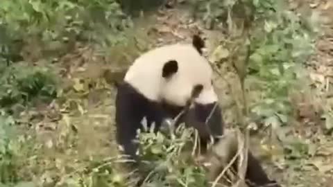 Panda 🐼 is Soo sweet