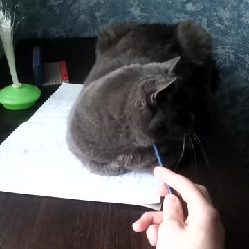 cat liked the pencil!