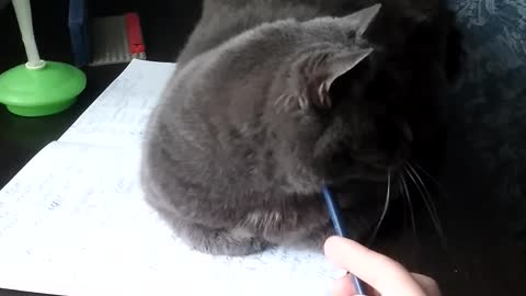 cat liked the pencil!