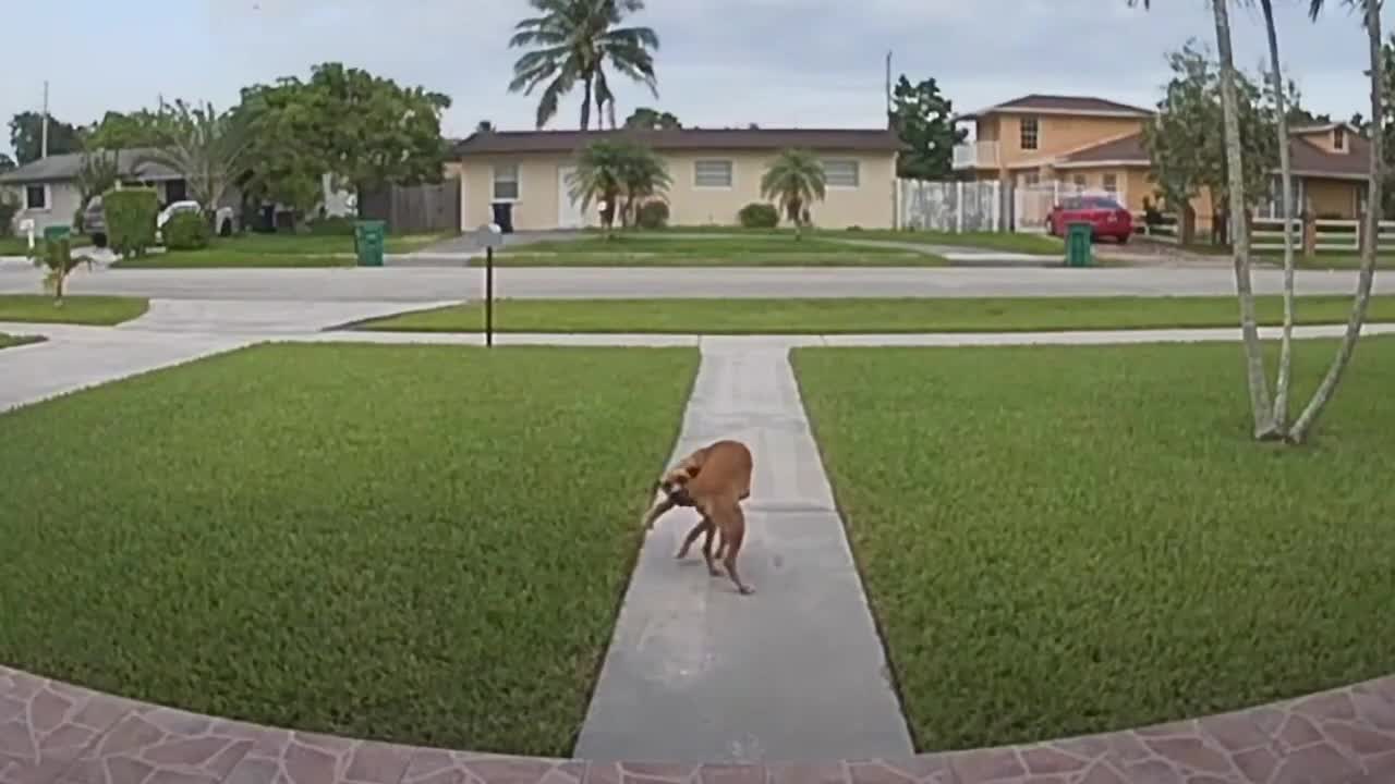 Funny Dog Walks Itself By The Tail (Caught On CCTV)