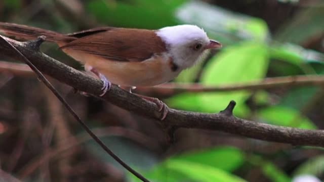 Beautiful Birds on Tree Branch