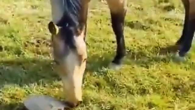 ghoda frank#hurse#horse and dog funny video#short video#from #tiktok