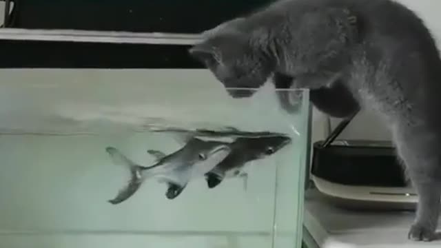 cat reaction to fish