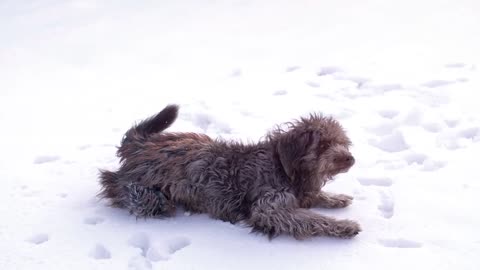 dog playing in the snow