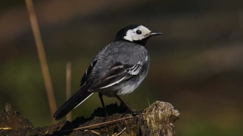 The Pied Wagtail: Close Up HD Footage (Motacilla alba)