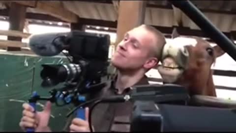 The Truth Is You Are Not The Only Person Concerned About HORSE NIBBLING CAMERA MAN EAR