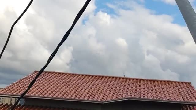 Esse lindo pássaro