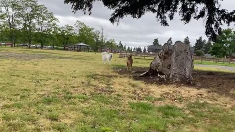 German sheperd attack pitbull Offleash fight