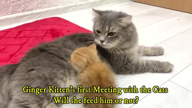 Ginger kitten's first meeting with the cats,Will she feed him or not-MayaFunnyVideo