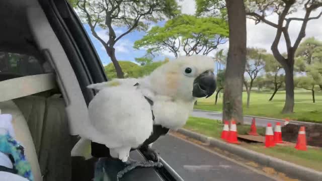 Koko the Cockatoo Windsurfing in Car