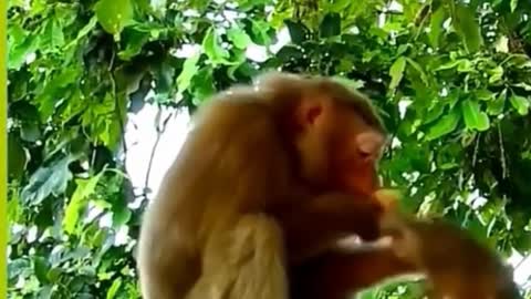 Crazy monkey biting kitten