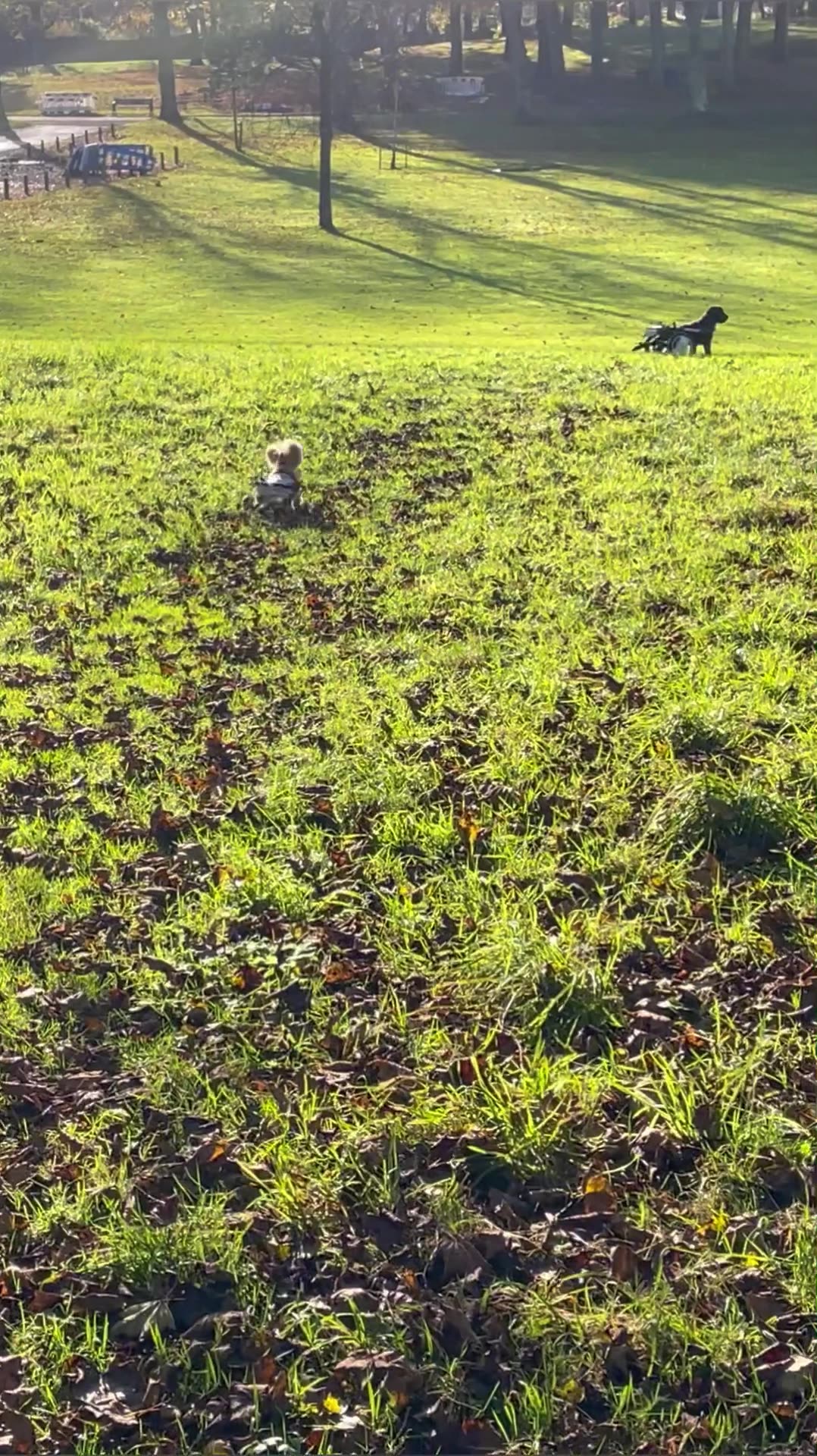 Wheelchair Dog Lives Life in the Fast Lane