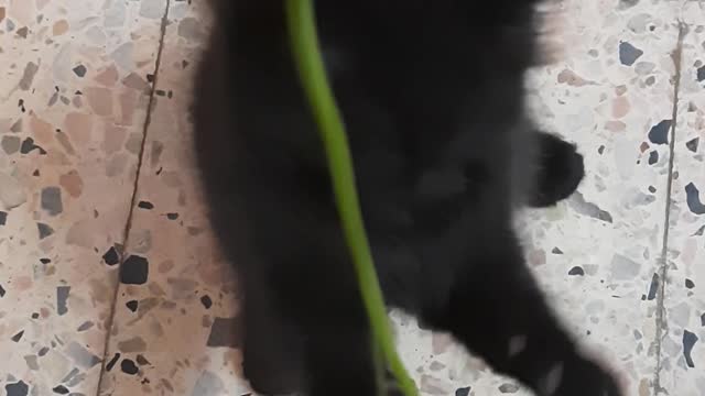 Owner Entertain Black Kitten Jhoney