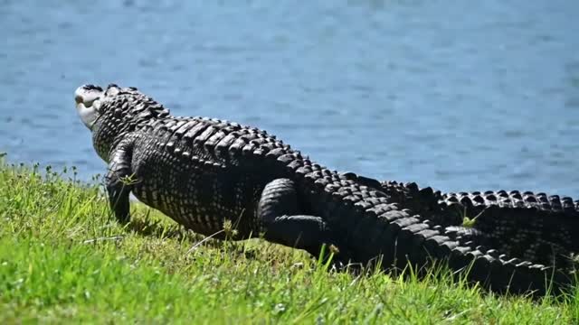 Crocodiles Fighting Each Other For Fun ?