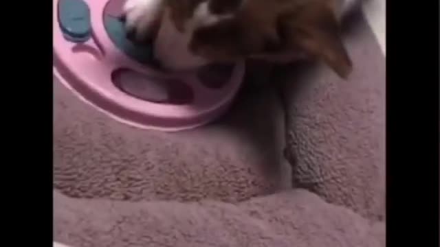 Pet Slowly Eating Non-slip Bowl