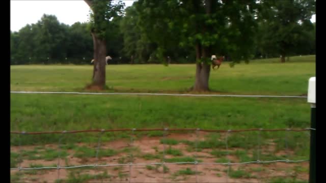 Amazingly Handsome Quarter Horse Tequila Chasing Arabians