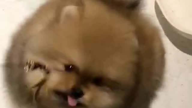 Very cute and funny puppy that you must see