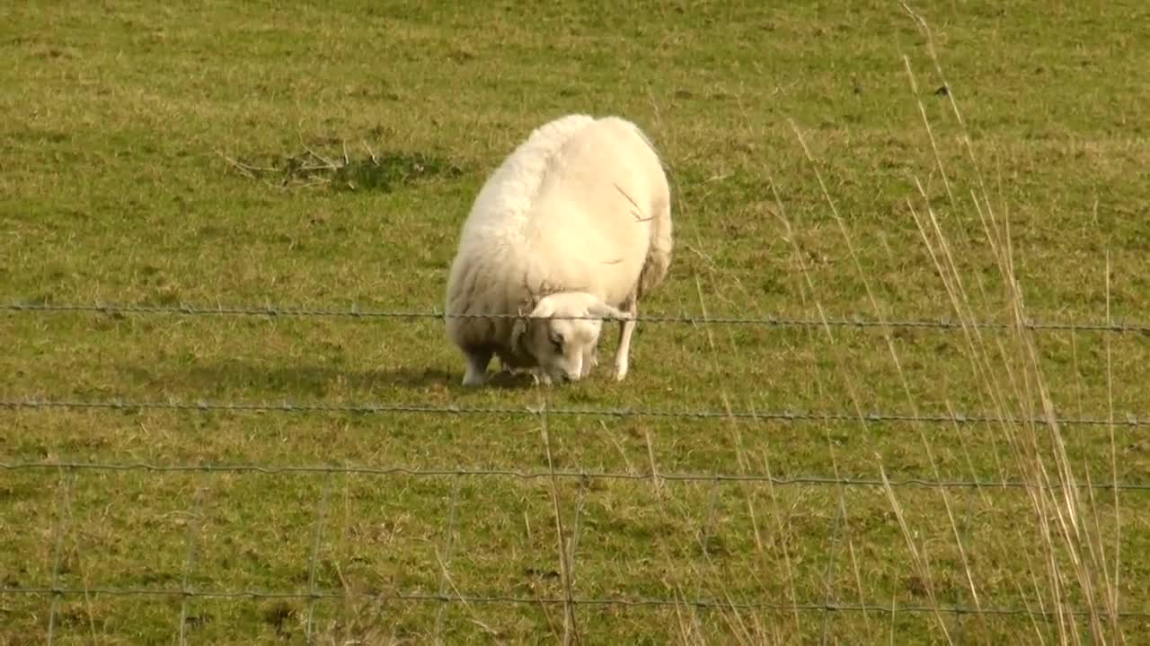 sheep eating the idel way