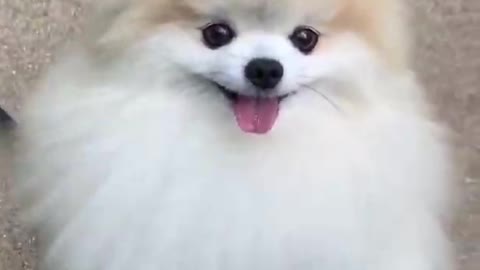 Cute dog