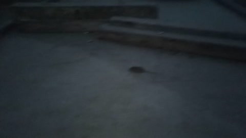 Rat in Petersburg