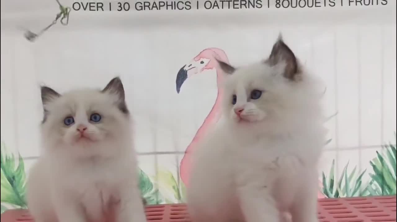 Two kittens watched quietly