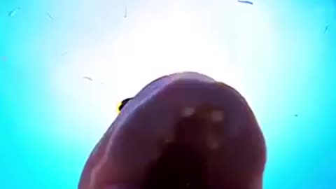 Wow! hi, this is a dory fish 🐠