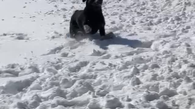 Snowy Rott! (such excitement!)