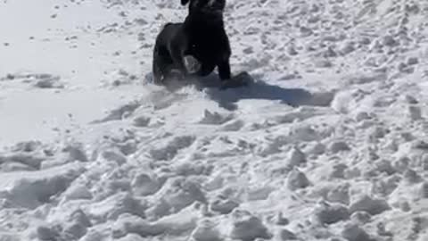 Snowy Rott! (such excitement!)