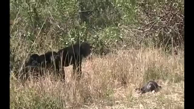 A chimpanzee mourns her baby.