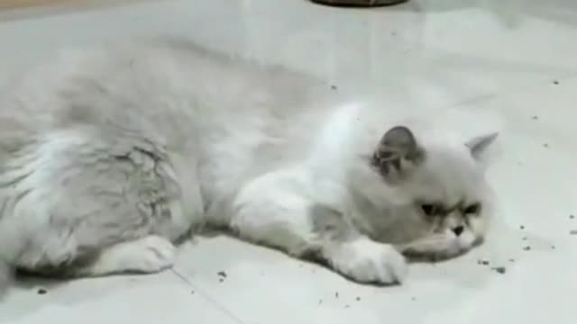 Cats playing with catnip