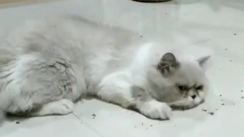 Cats playing with catnip