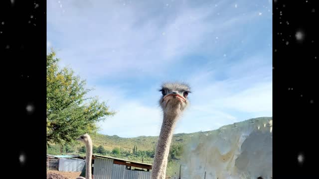 ostrich