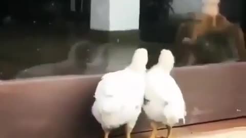 cat fainting