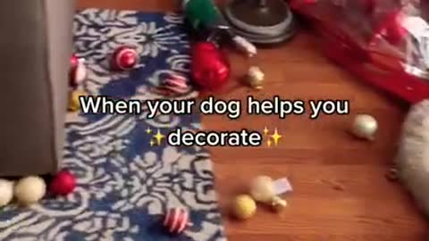 Dog decorates for Christmas