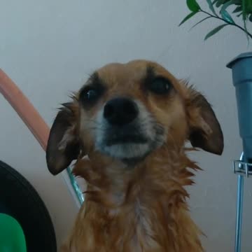 Bath time on the tray with hose