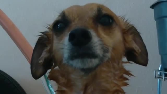 Bath time on the tray with hose