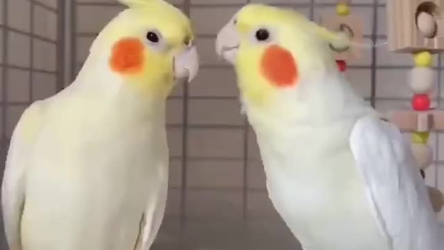 Parrot video __cutest video of beautiful parrots