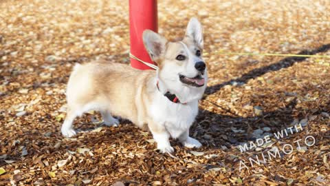 Happy Cute Corgi