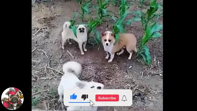 A must watch amazing animal video. Cute and funny..