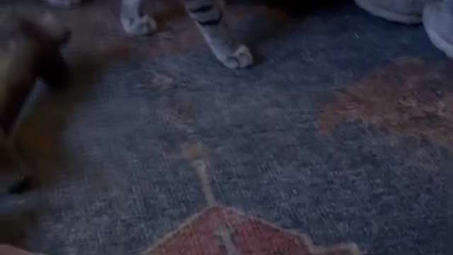 Cutest Cat EVER! Zita speaking back to me