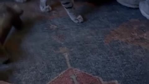 Cutest Cat EVER! Zita speaking back to me