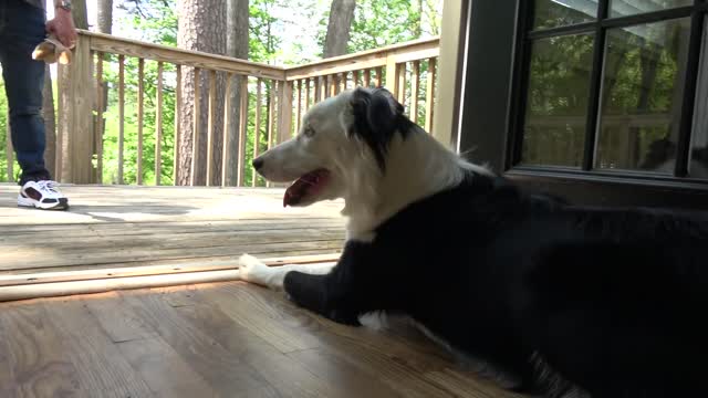 Dog 🐕 training part 2