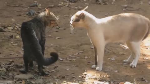 fight cats