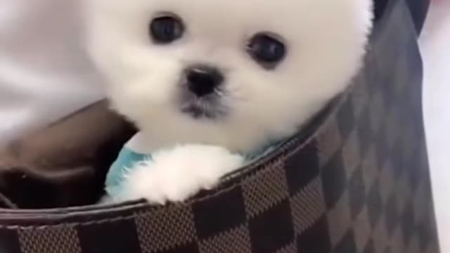 OMG😍 so cute pets cute baby animals