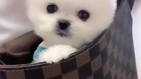 OMG😍 so cute pets cute baby animals