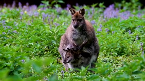 Animal kingdom animal resque