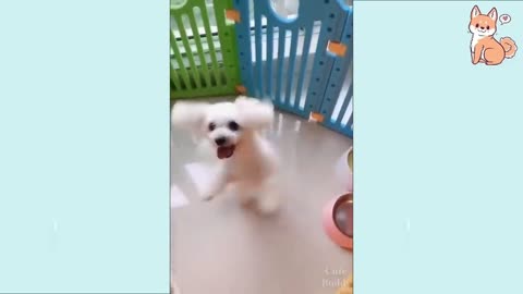 Cute Puppies 😍 Cute Funny and Smart Dogs 4