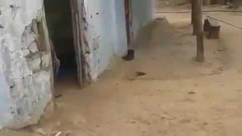 Funny Videos Bora Leão kkkk