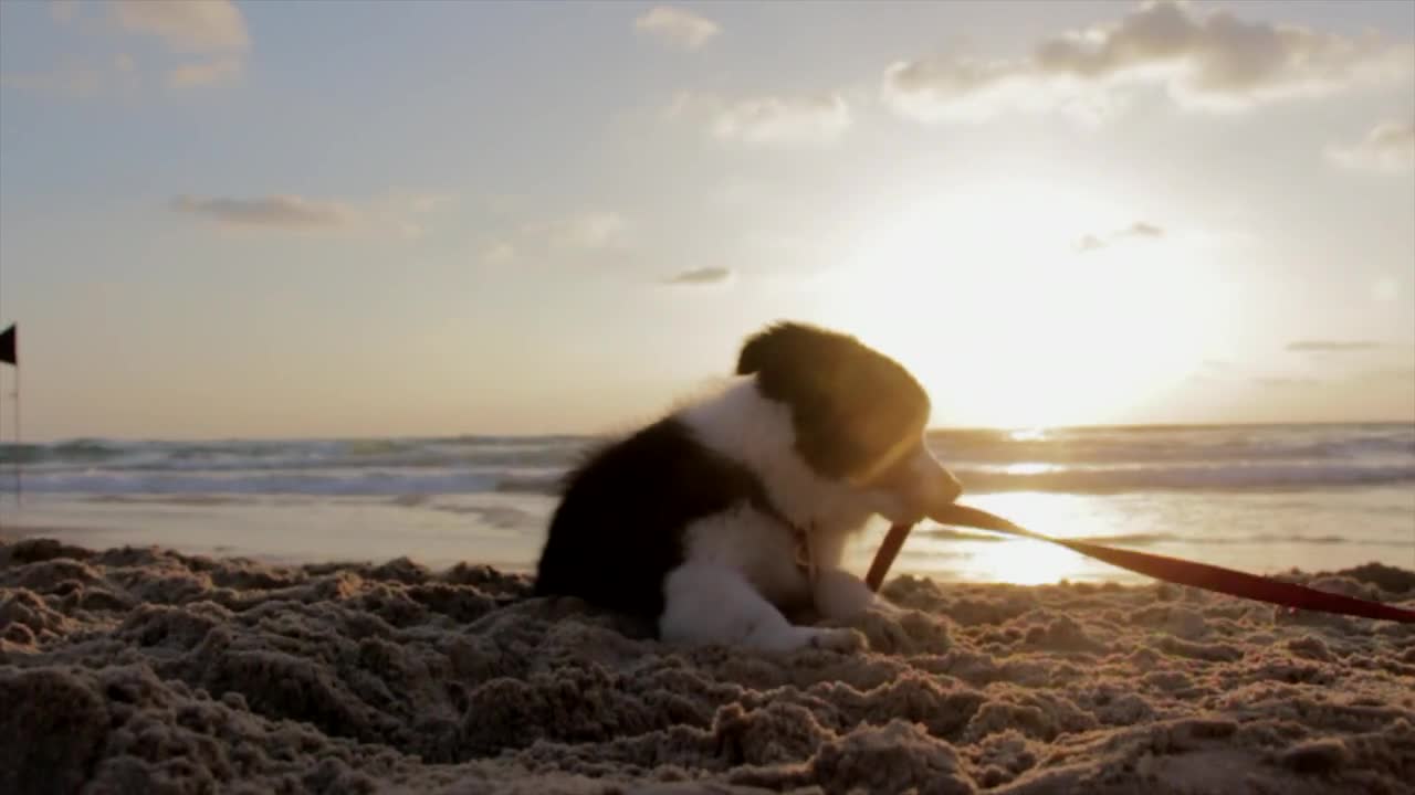 Dogs nice #video short