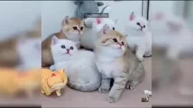 Funny cat video and funny cat.
